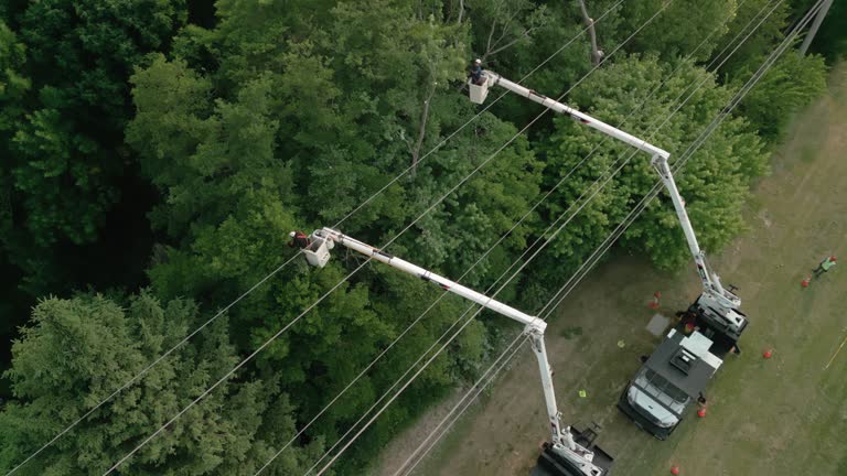 How Our Tree Care Process Works  in  Eden Isle, LA