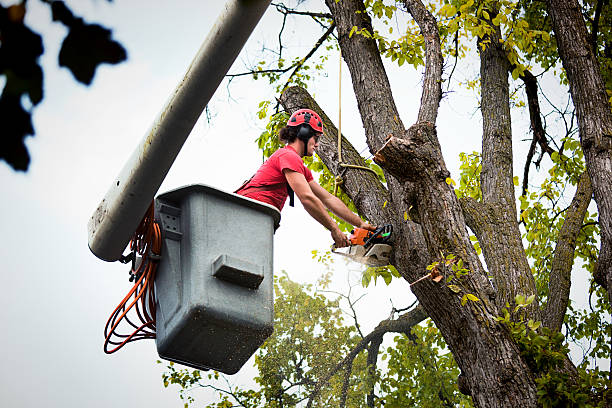 Leaf Removal in Eden Isle, LA